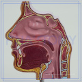 PNT-04361 modelo de disección de expansión de la cavidad nasal para el hospital